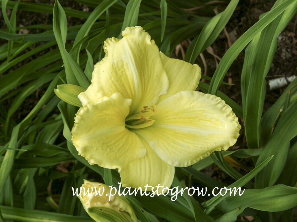 Omomuki Daylily
26 inches tall
5", light chartreuse self with green throat
dormant, tetraploid
fragrant, extended bloom
Omomuki (Stamile, 1991)